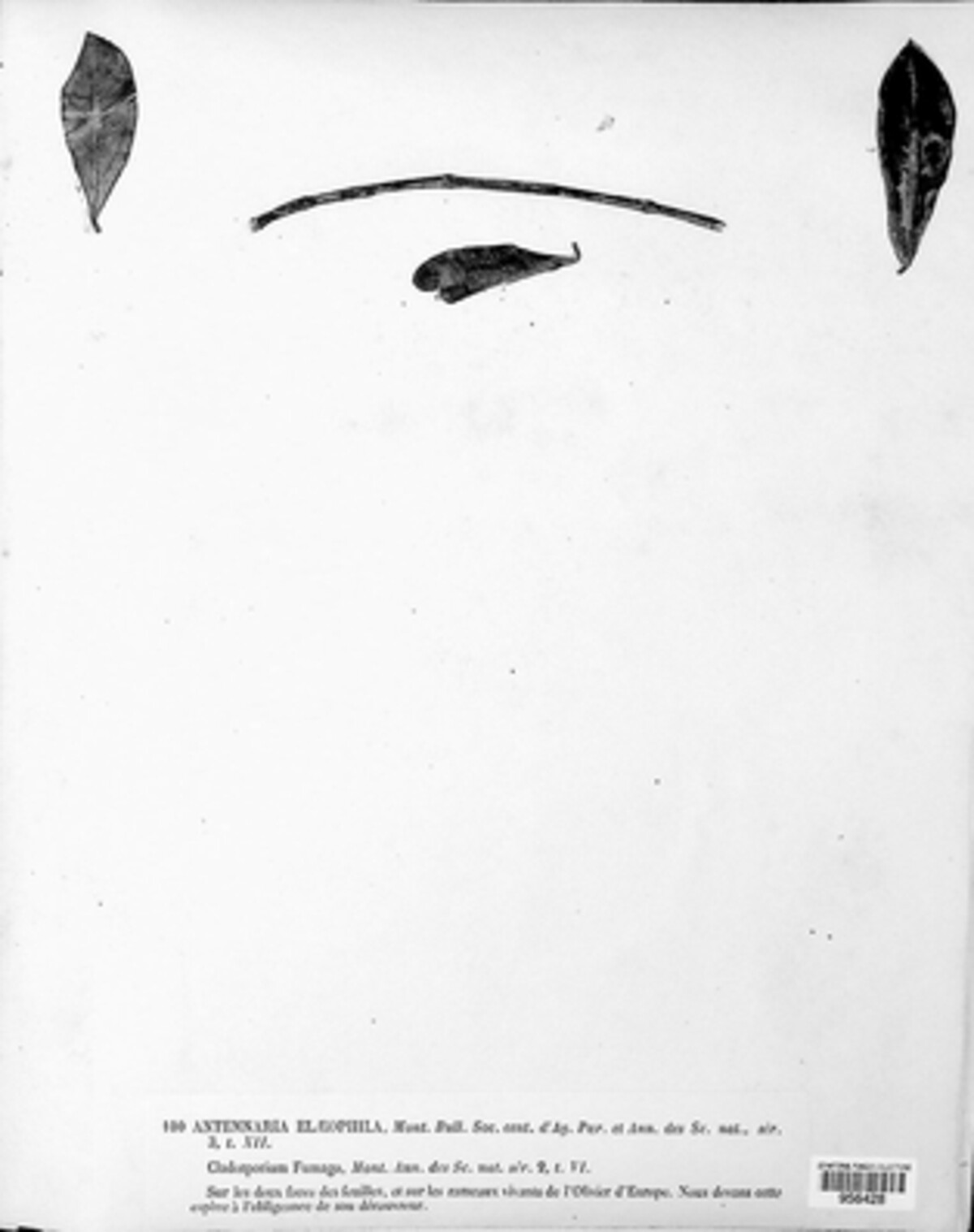 Antennariella elaeophila image